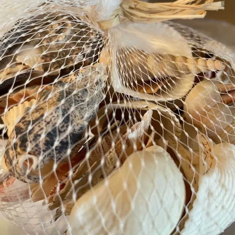 Seashell Lot - Picture 9 of 13